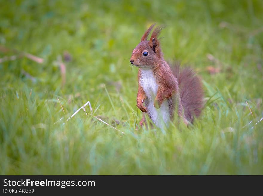 Red Squirrel (Sciurus vulgaris) standing upright in grass of backyard lawn and looking at camera eye contact. Red Squirrel (Sciurus vulgaris) standing upright in grass of backyard lawn and looking at camera eye contact