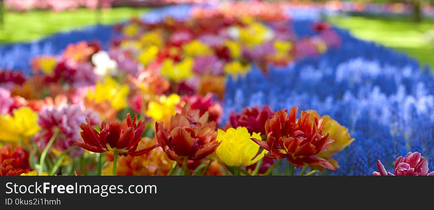 Flowerbeds with yellow, blue and red tulips. Park with flowers Keukenhof in the spring. Holland. Banner. Background.