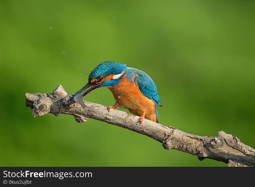 Kingfisher kills a fish