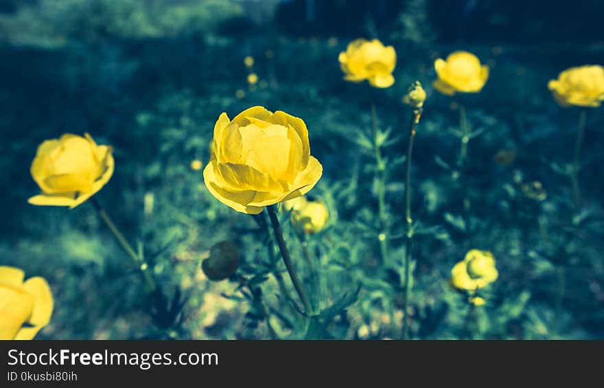 Group of trollius flowers on meadow.