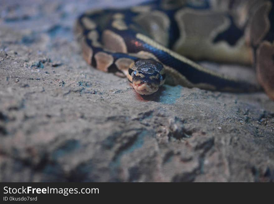 Python snake on rocks