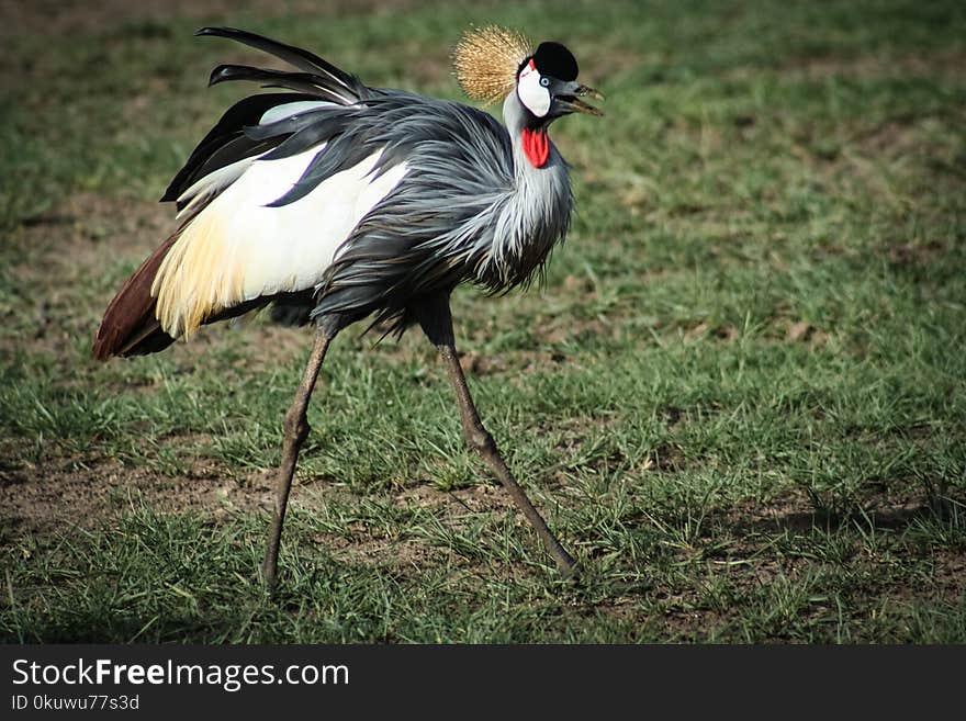 Photo of Black, White, and Brown crane bird