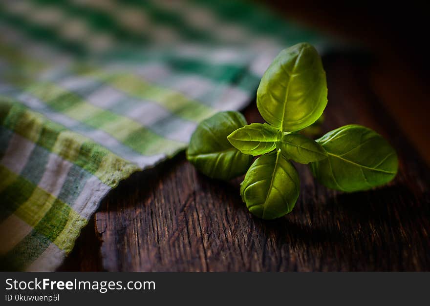 Shallow Focus Photography of Green Leaves