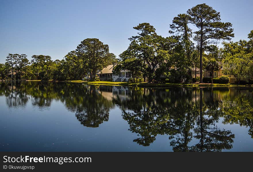 Water Between Trees Photo