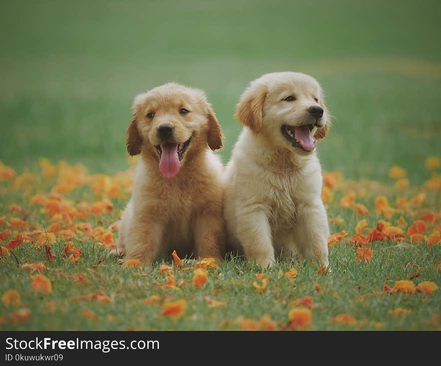 Two Yellow Labrador Retriever Puppies