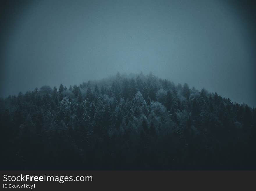 Icy Pine Trees