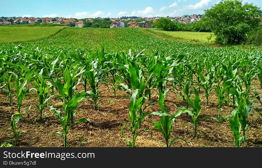 Corn Plant on Field