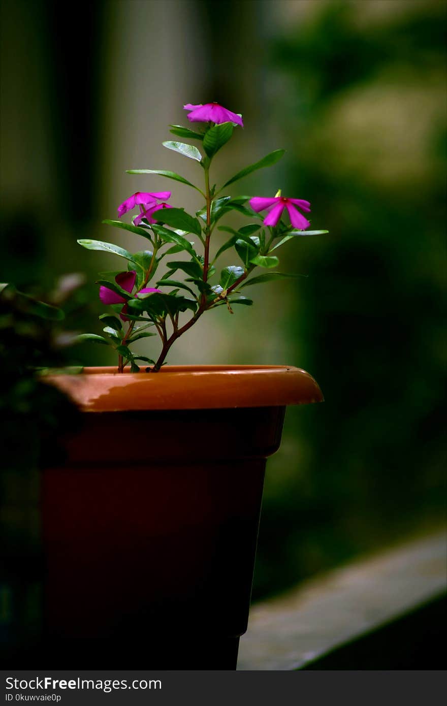 Shallow Focus Photography of Pink Flower Plant With Brown Pot