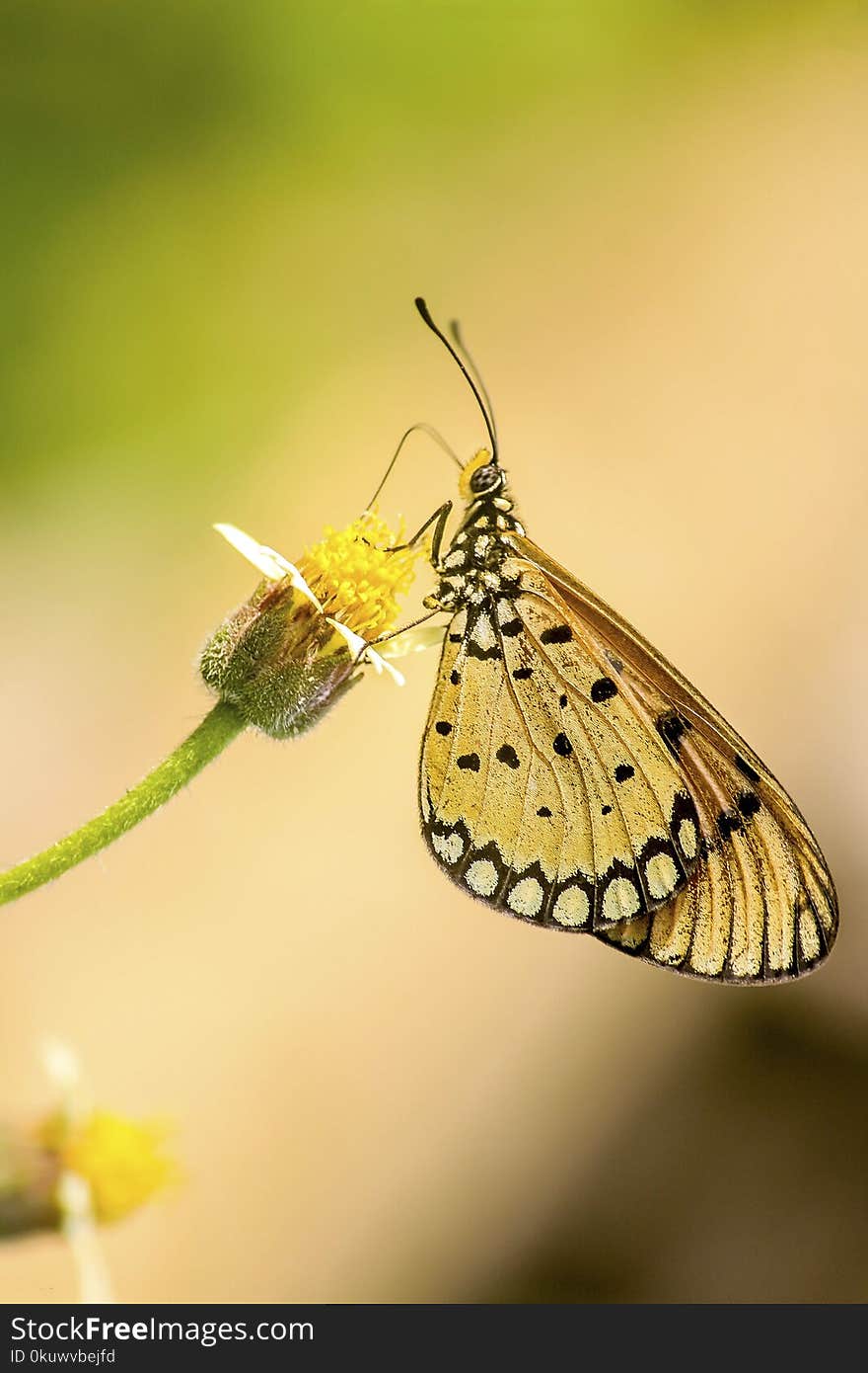 Close-up Photography of Butterfly