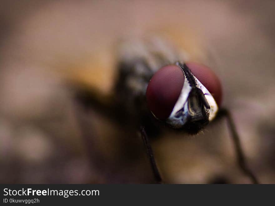 Close-up Photography of Fly