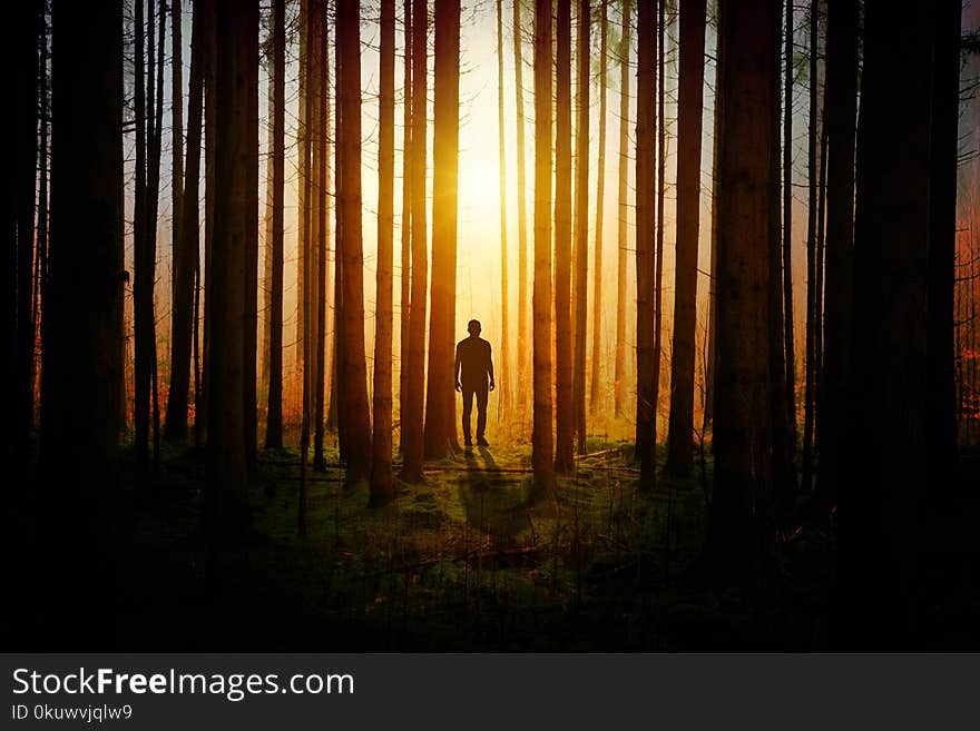 Silhouette of a Man during Sunset