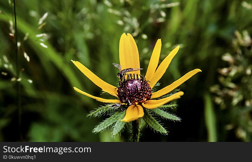 Closeup Photo of Yellow Petaled Flower