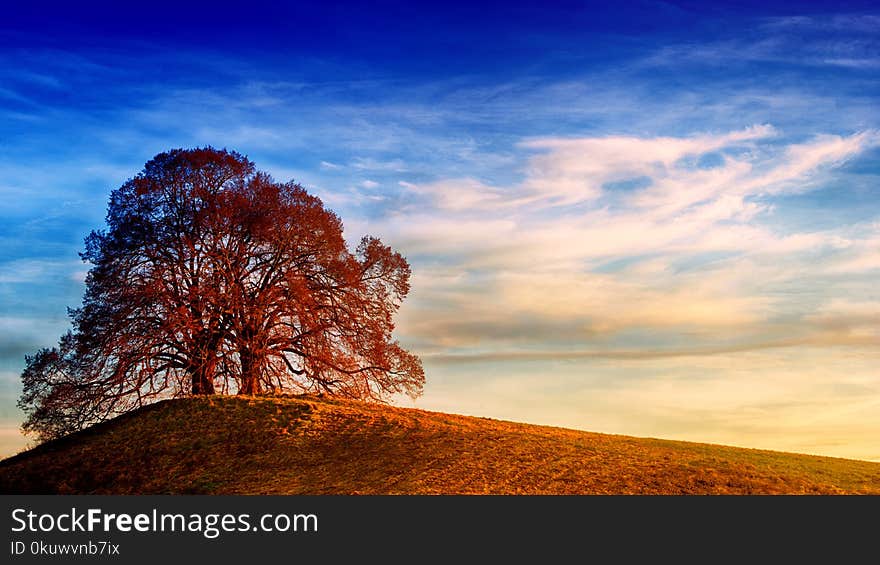 Tree on Top of Hill Under Blue Sky