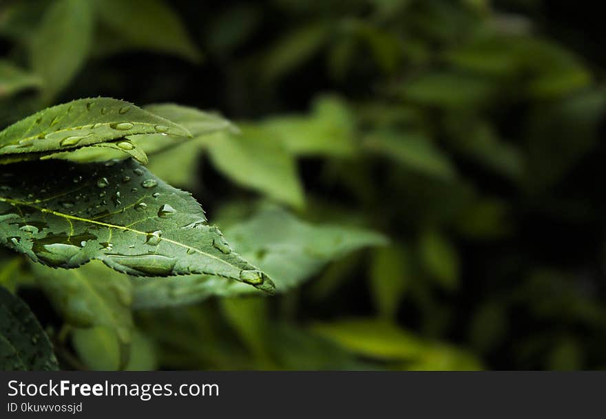 Macro Photography of Water Dew on Green Leaf Plant