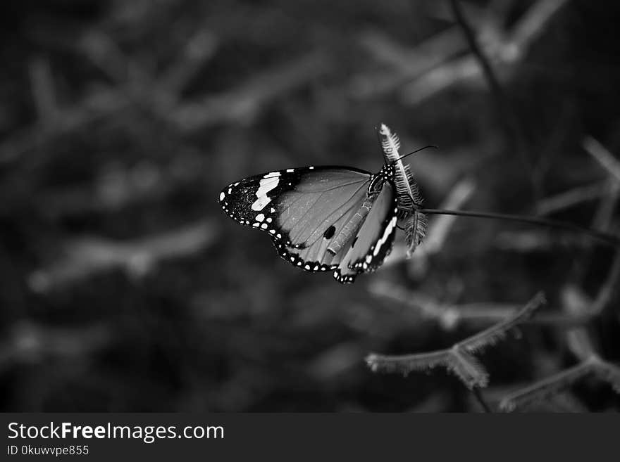 Greyscale Photo of Queen Butterfly on Flower