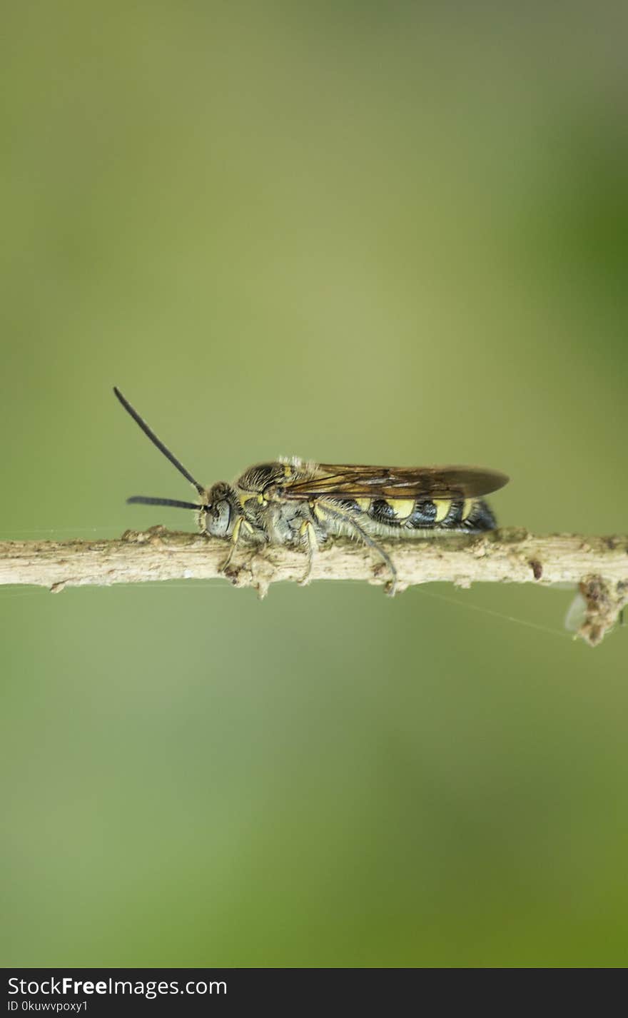 Hoverfly on Tree Branch