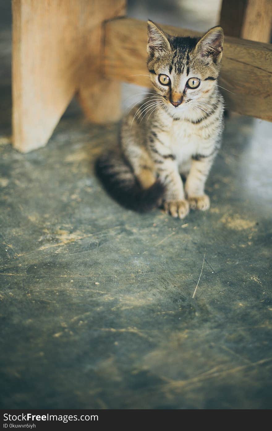 Brown Tabby Kitten Beside Wooden Frame