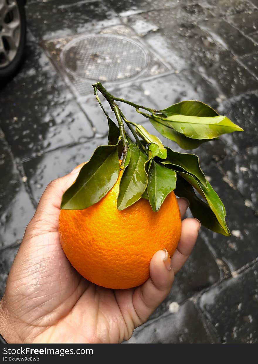 Person&#x27;s Hand Holding Orange Fruit