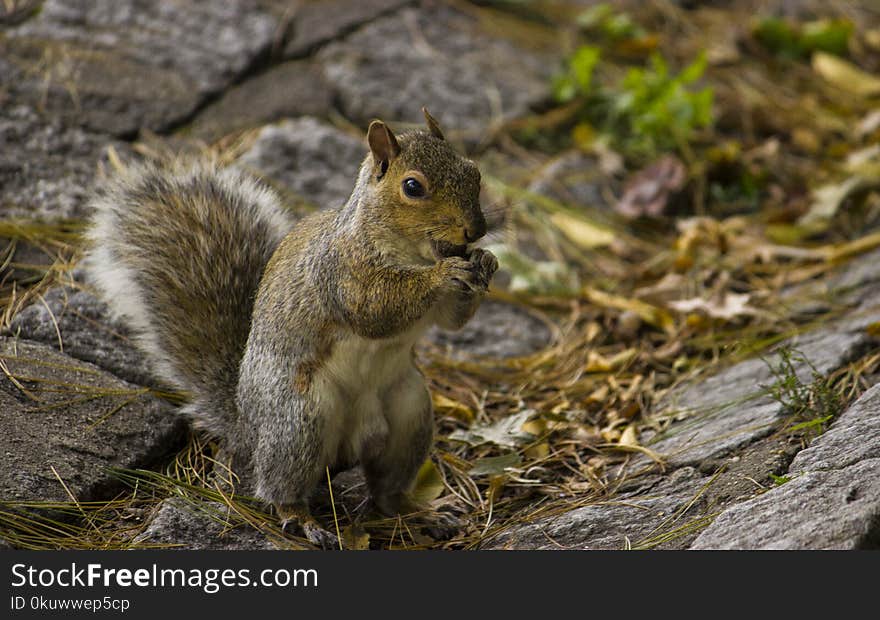 Brown Squirrel