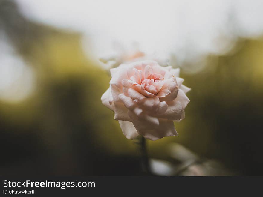 Selective Focus Photo of Pink Rose Flower