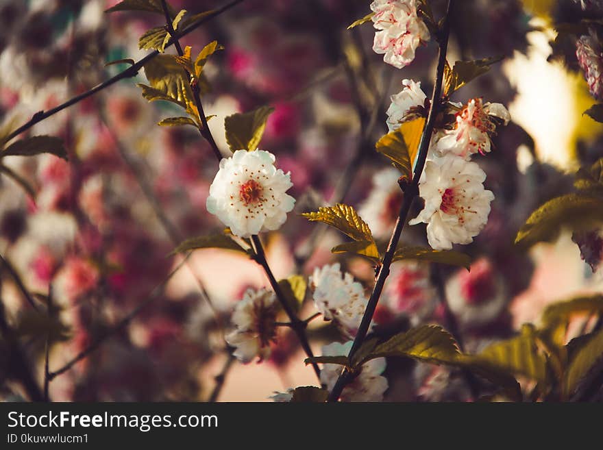 Photo of White Flowers