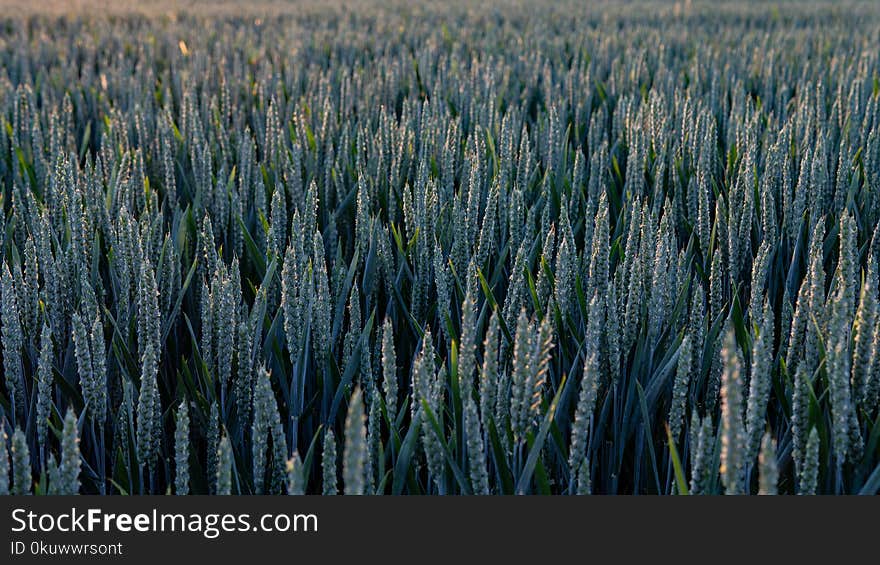 Wheat Fields