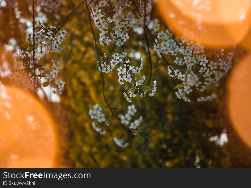 Shallow Focus Photography of White Flowers