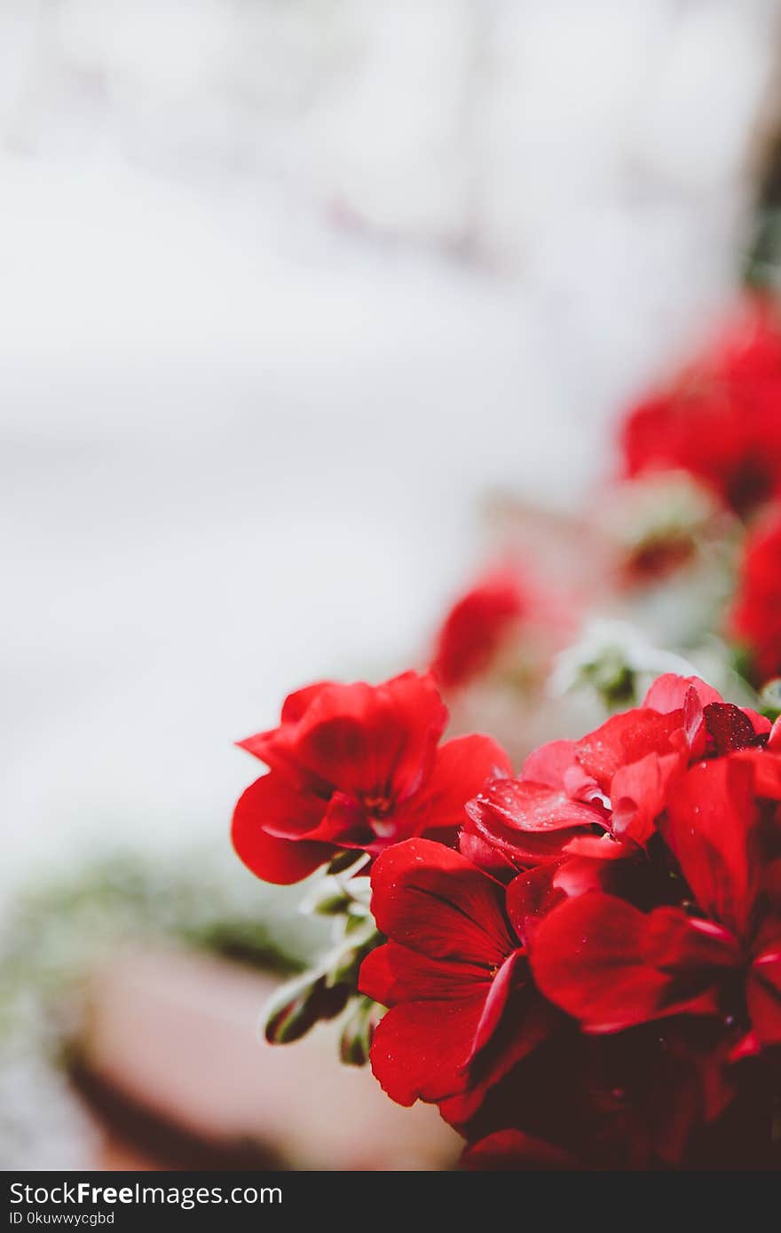 Photo of Red Flowers