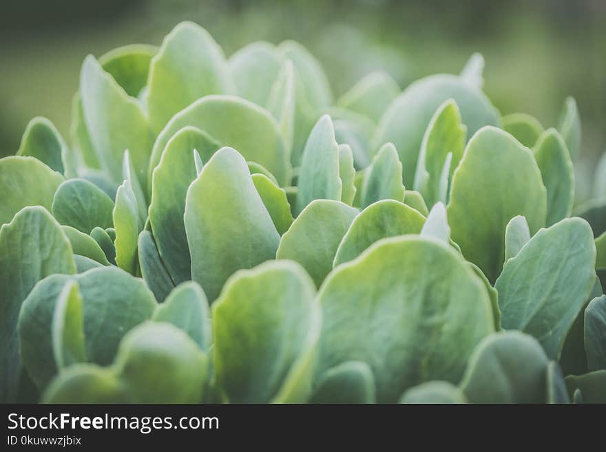 Green Plant Close-up Photo