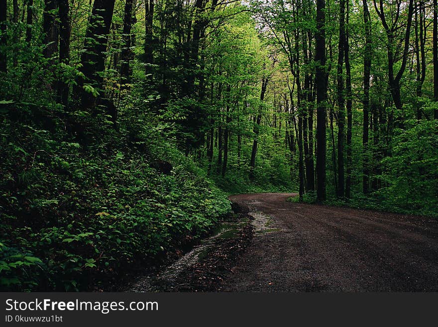 Green Leafed Trees Beside Road