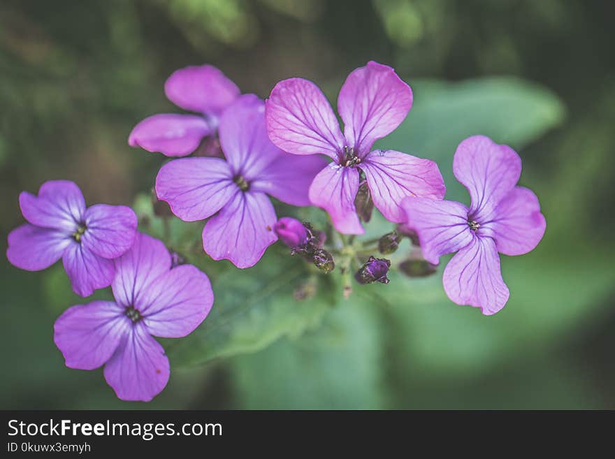 Photo of Purple Petaled Flowers