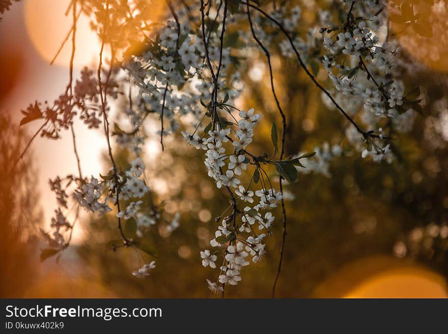 Shallow Focus Photo of White Flowers