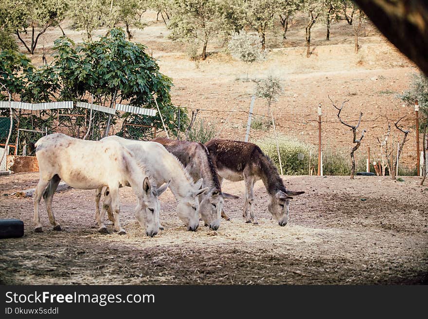 Two White and Two Brown Donkeys Near Plants