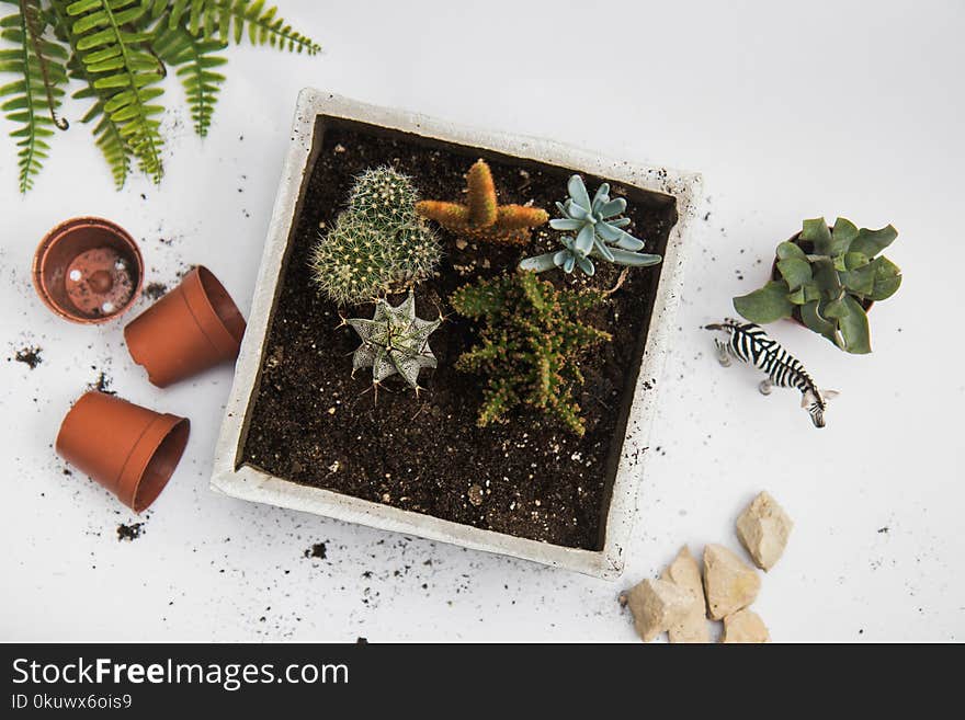 Green Cactus Plant in White Pot