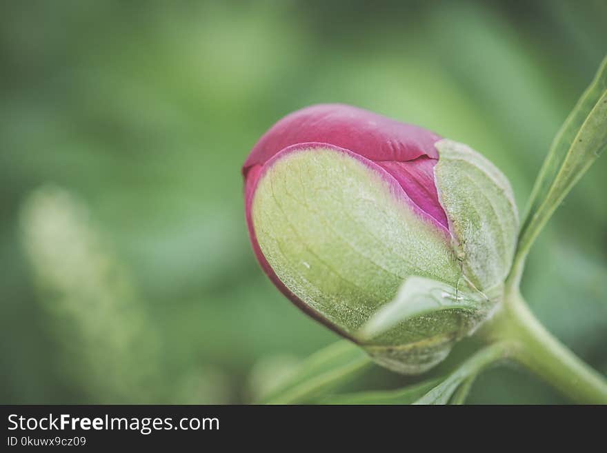 Selective Focus Photograph of Red Rose