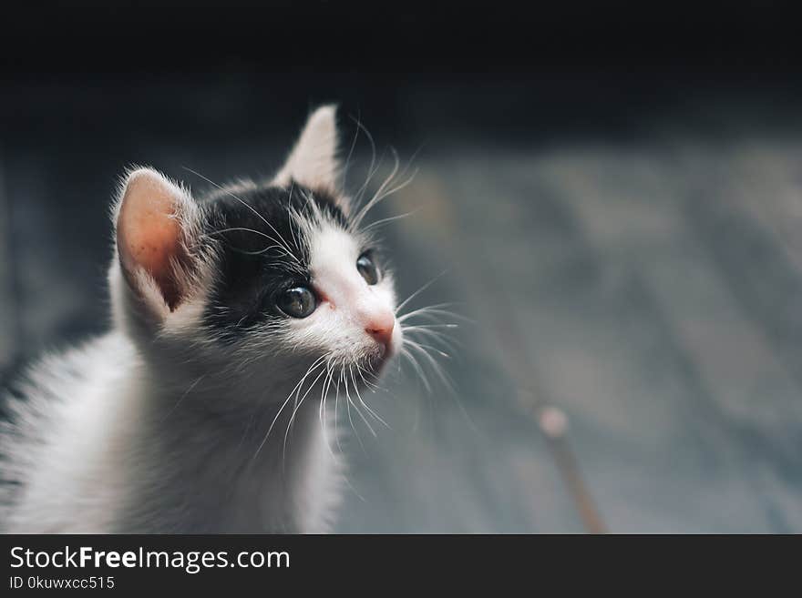 Depth of Field Photograph of White and Black Kitten