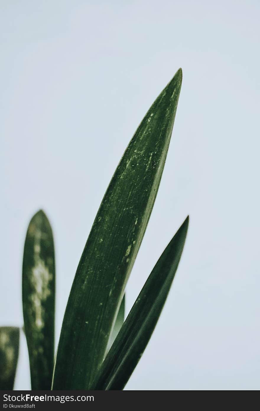 Green Leaf Plant Close-up Photography