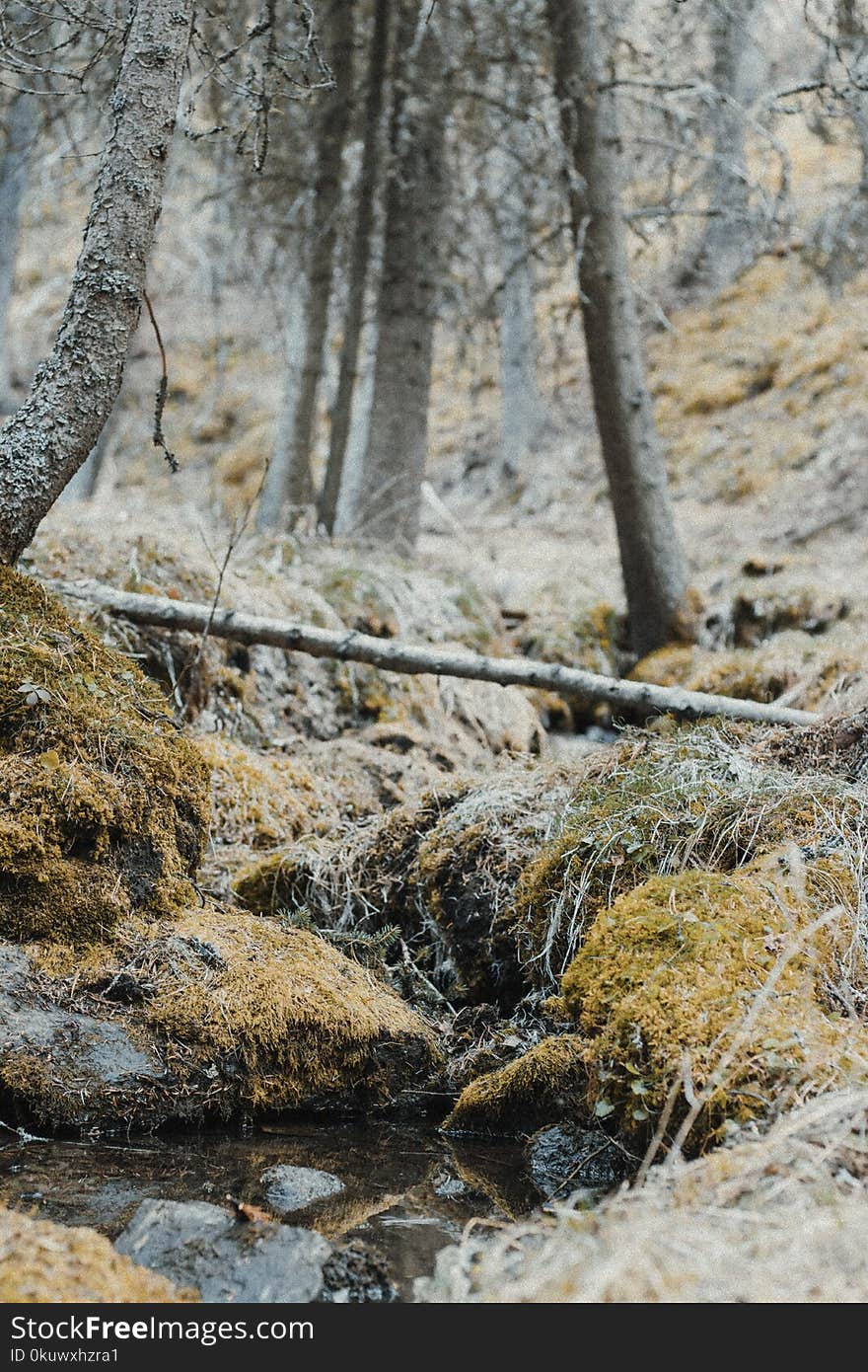 Forest and Body of Water