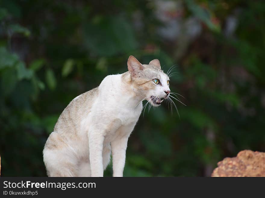 Short-fur White and Beige Cat