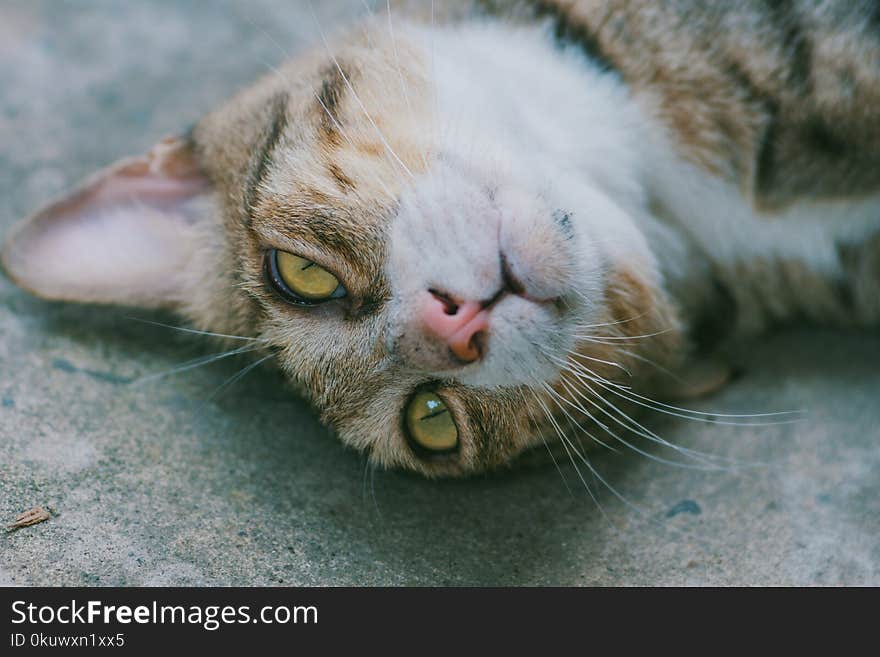 Close-up of brown Cat Lying on Grey Pavement