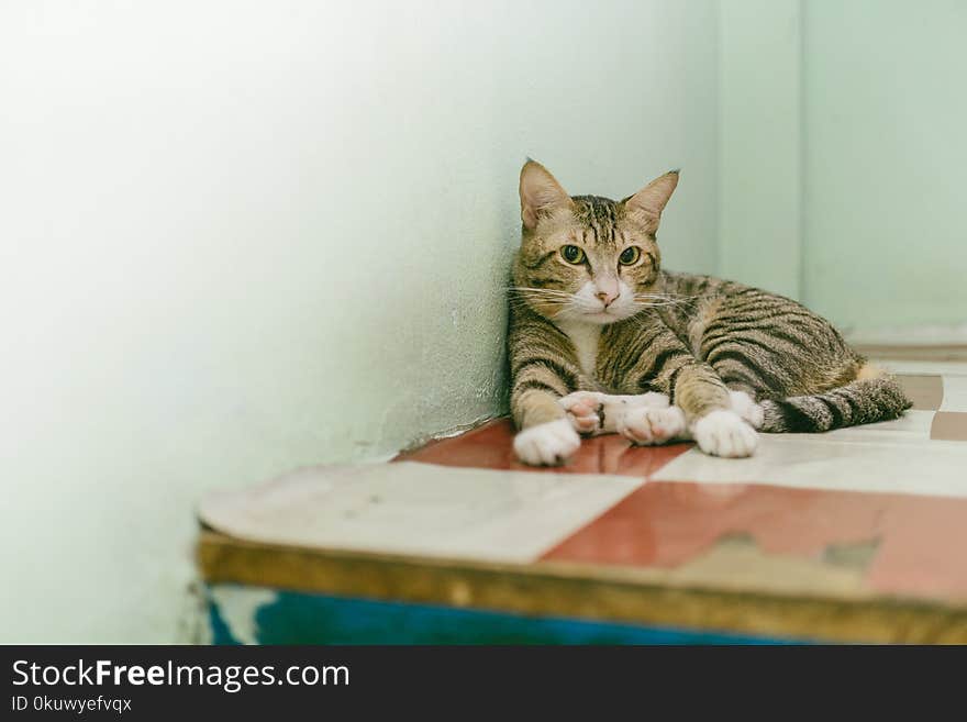 Adult Brown Tabby Cat Reclining on Table