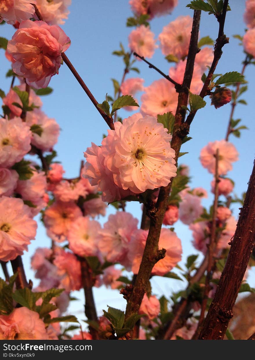 Blossom, Pink, Spring, Flower