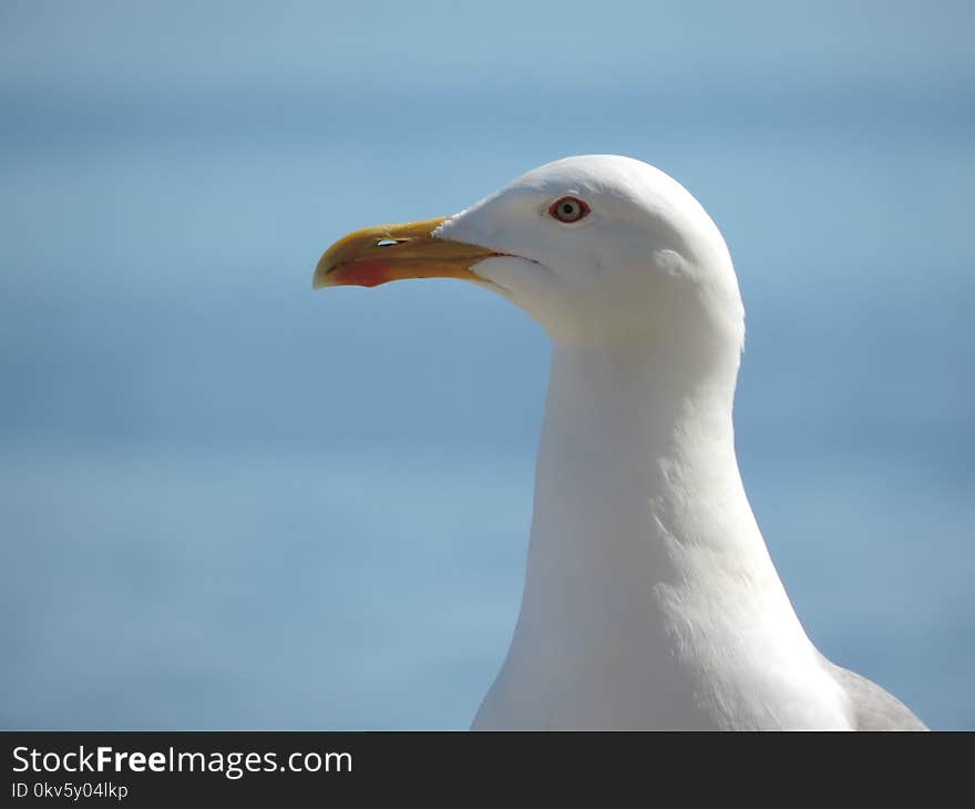 Bird, Beak, Gull, Seabird