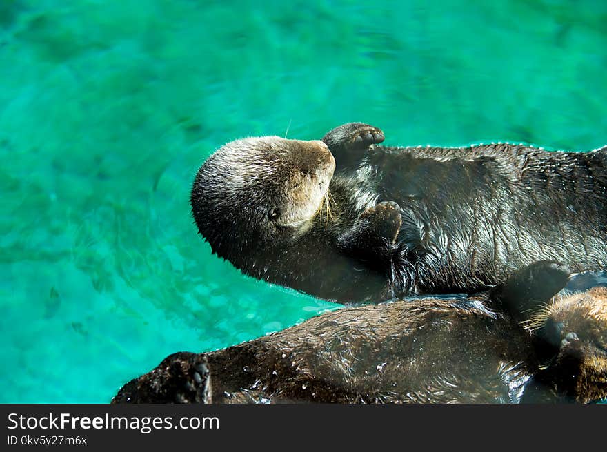 Mammal, Fauna, Otter, Water