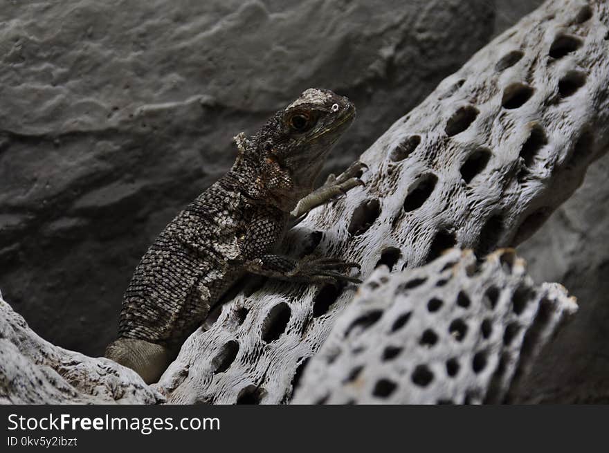 Fauna, Reptile, Scaled Reptile, Lizard