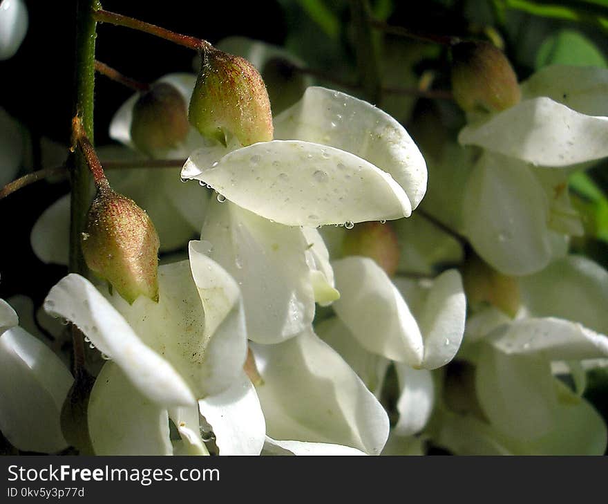 Flower, Flora, Plant, Digitalis