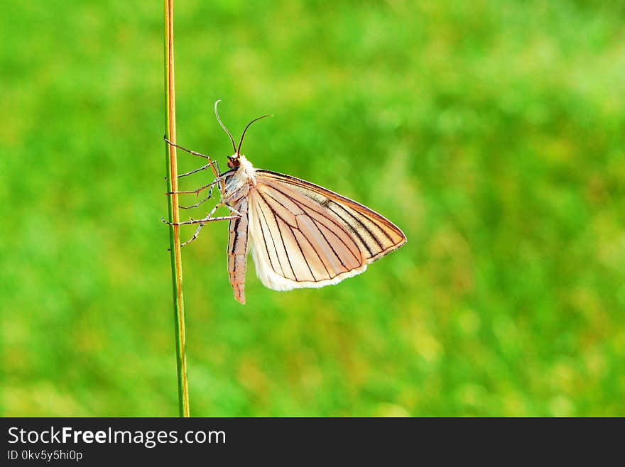 Butterfly, Insect, Moths And Butterflies, Ecosystem