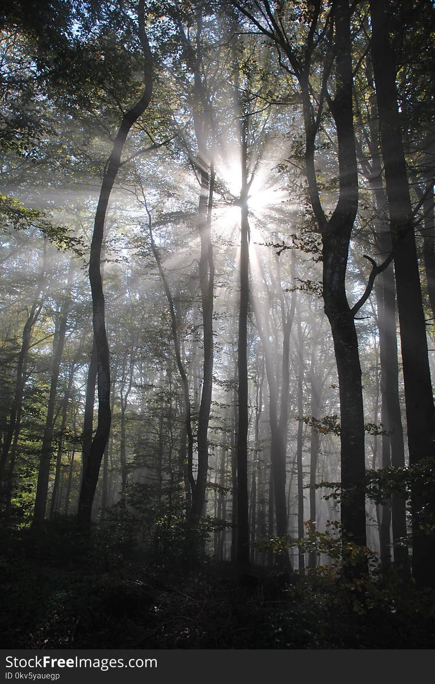 Tree, Forest, Woodland, Nature