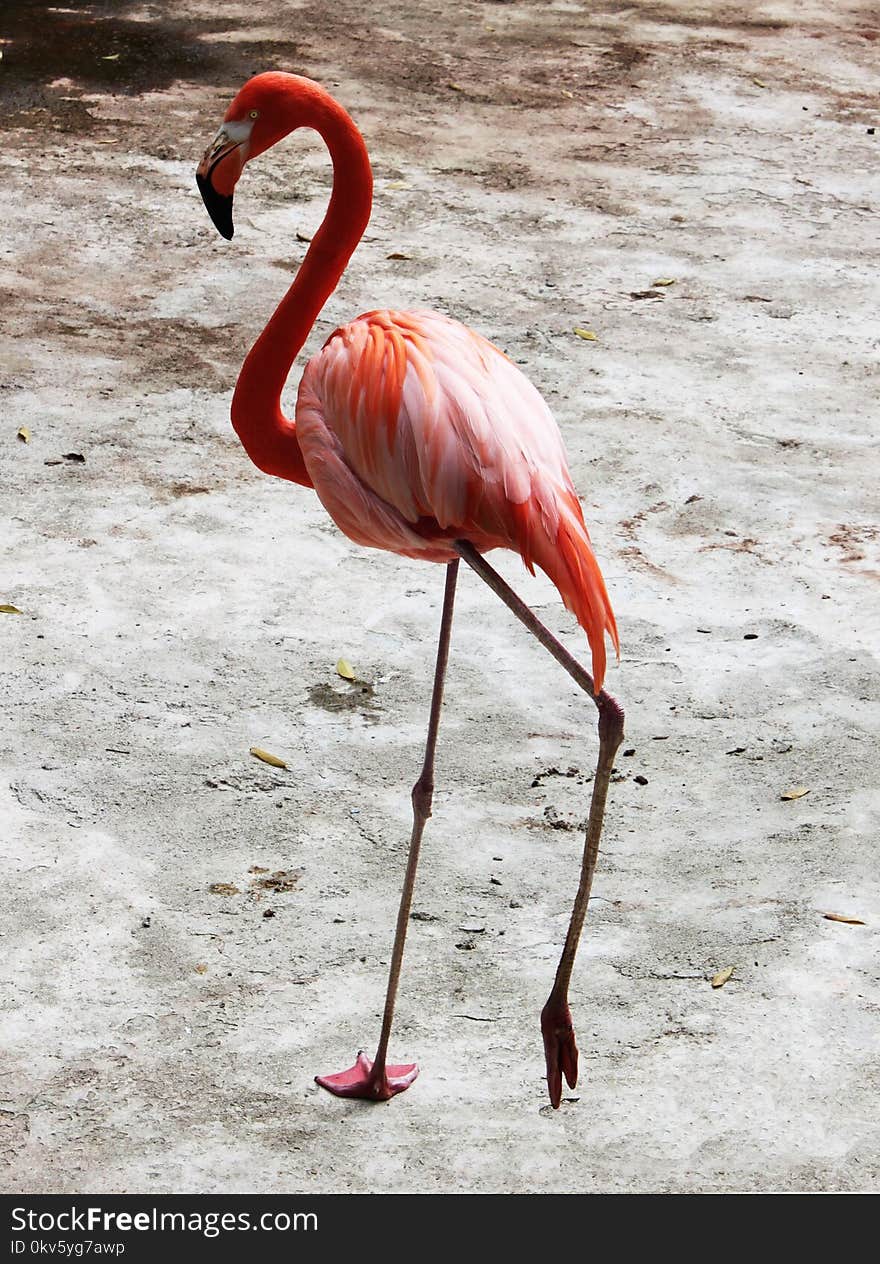 Flamingo, Bird, Water Bird, Beak