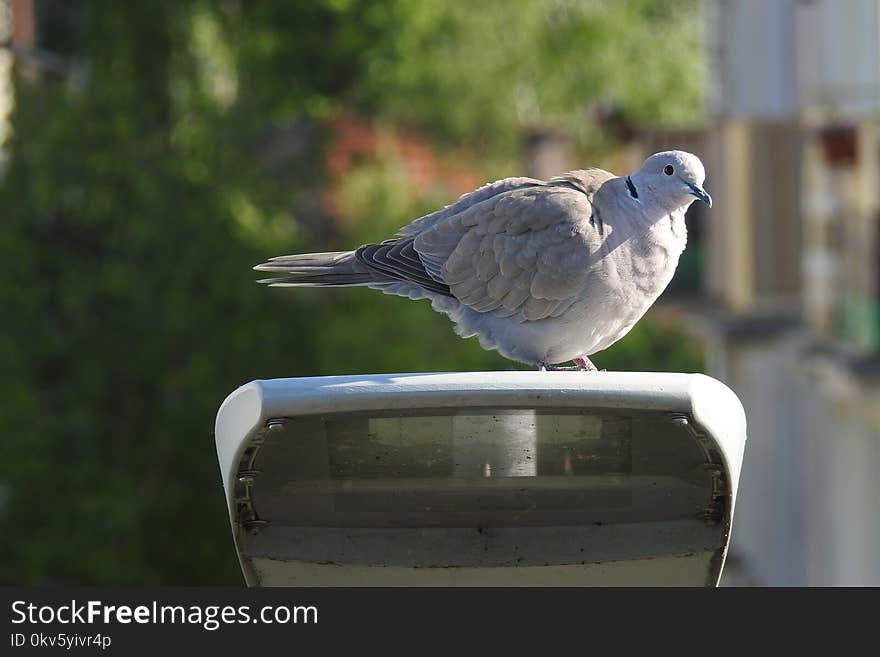 Bird, Fauna, Beak, Pigeons And Doves